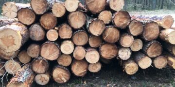 Radomskie: Złodziej w leśnej pułapce