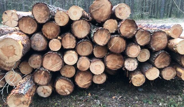 Radomskie: Złodziej w leśnej pułapce