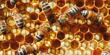 Radomskie: Miodowe dotacje