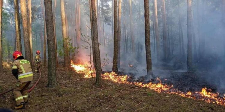 Region radomski: Gigantyczny pożar lasu – Black Hawk i niemal 200 strażaków w akcji [GALERIA, Video]