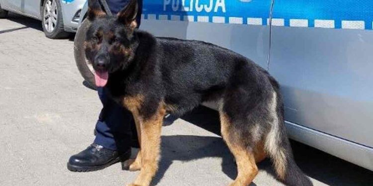 Powiat grójecki: Pogoda już na służbie [Galeria]