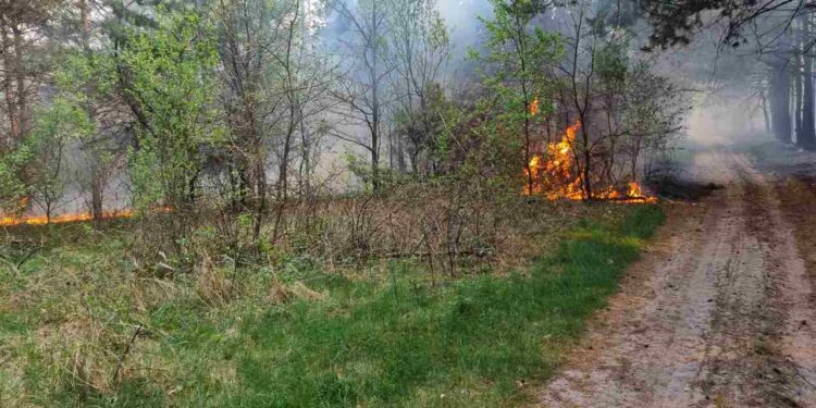 Region radomski: Gigantyczny pożar lasu – Black Hawk i niemal 200 strażaków w akcji [GALERIA, Video]