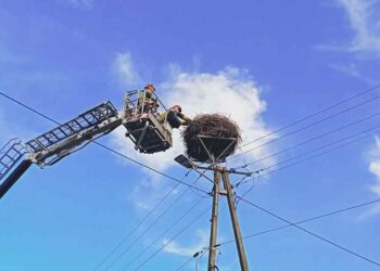 Powiat białobrzeski: Bocianiątko uratowane!
