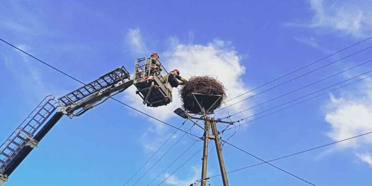 Powiat białobrzeski: Bocianiątko uratowane!