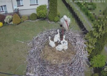 Powiat kozienicki: Małe boćki w Molędach czekają na imiona