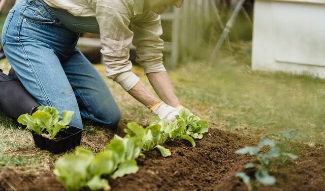 Radom: Działkowcy ze wsparciem
