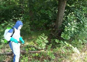 Radomskie: Leśnicy walczą z niebezpieczną rośliną