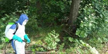 Radomskie: Leśnicy walczą z niebezpieczną rośliną