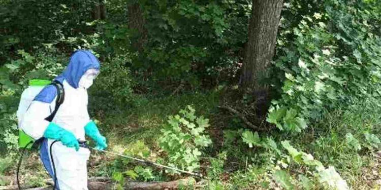 Radomskie: Leśnicy walczą z niebezpieczną rośliną