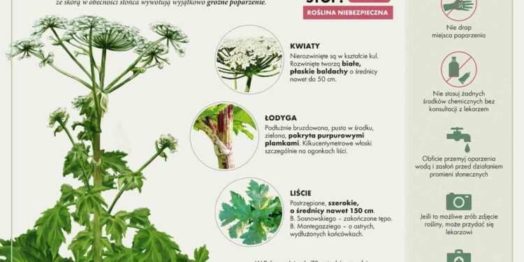 Radomskie: Leśnicy walczą z niebezpieczną rośliną