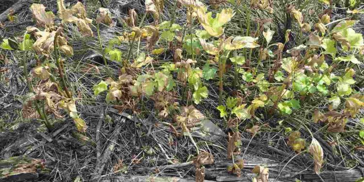 Radomskie: Leśnicy walczą z niebezpieczną rośliną