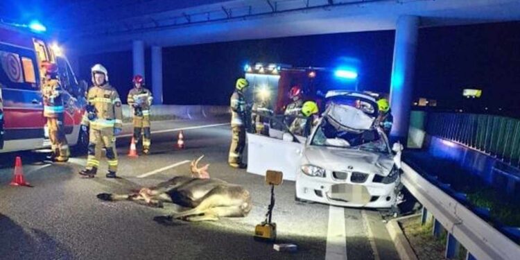 Łoś wtargnął pod koła osobówki – dwie osoby w szpitalu