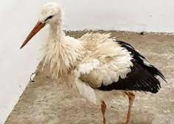 Powiat białobrzeski: Na ratunek boćkowi