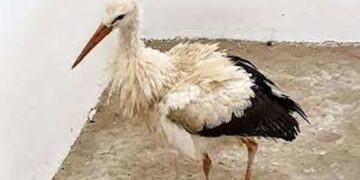 Powiat białobrzeski: Na ratunek boćkowi