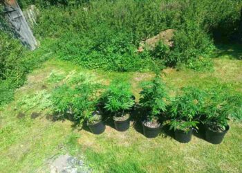 Powiat radomski: Konopie w ogrodzie