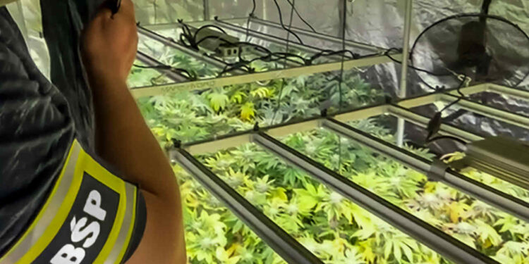 Duża plantacja marihuany w regionie zlikwidowana [Zdjęcia]