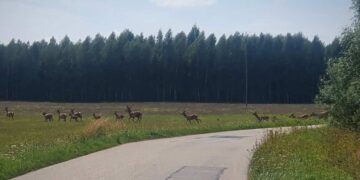 Radomskie: Uwaga na zwierzęta na drogach!