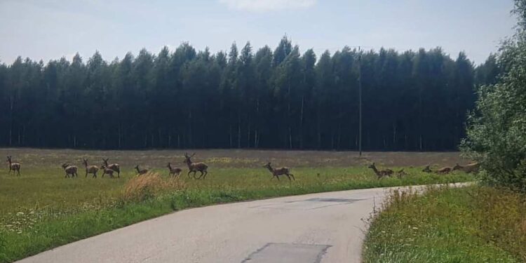 Radomskie: Uwaga na zwierzęta na drogach!
