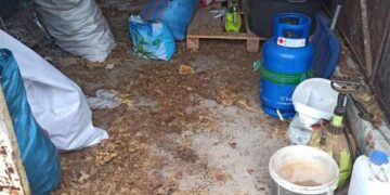 Przewoził prawie 500 kg nielegalnego tytoniu