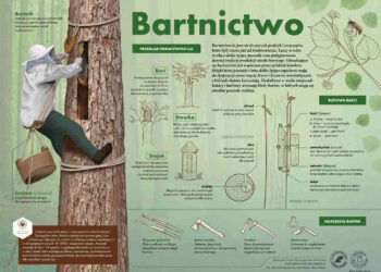 Radomskie: Barć, dzienia, piesznia, skobliczka…