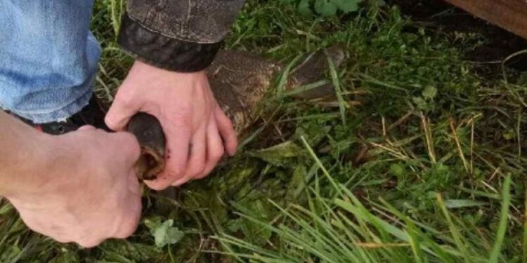 Radom: Kłusowali na Borkach