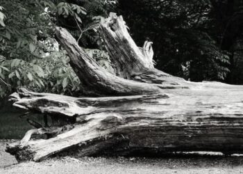 Powiat szydłowiecki: Nie żyje 64-latek – spadło na niego drzewo