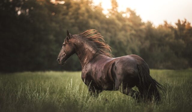 Radom: Koń biegał po mieście [Video]