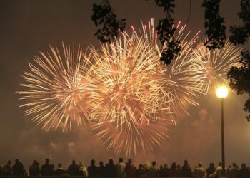 Radom / Radomskie: Strach zwierząt, niebezpieczeństwo dla ludzi