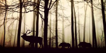 Powiat przysuski: Kłusownik za kratkami