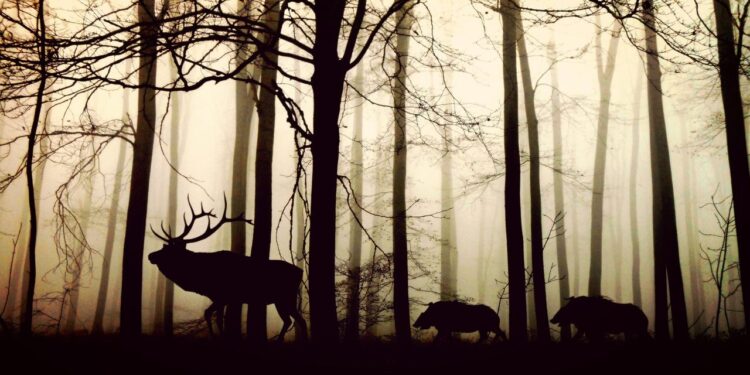 Powiat przysuski: Kłusownik za kratkami