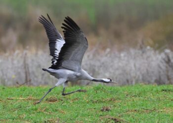 Powiat białobrzeski: Skrzydlata wiosna
