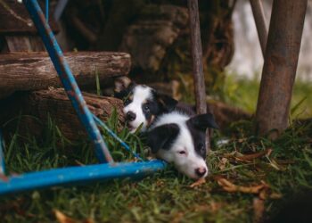 Powiat radomski: Pobił i zakopał dwa szczeniaki