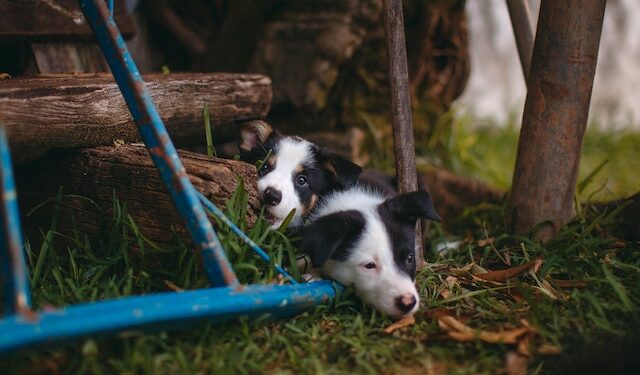 Powiat radomski: Pobił i zakopał dwa szczeniaki