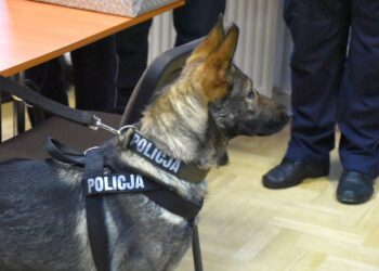 Radom: Alfa pomoże mundurowym