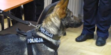 Radom: Alfa pomoże mundurowym