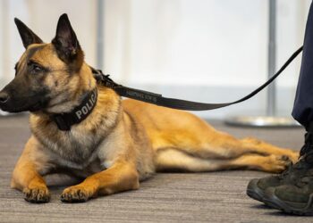 Powiat zwoleński: Psi węch