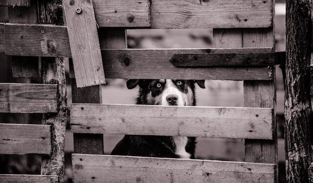 Powiat szydłowiecki: 64-latek z zarzutem za zakatowanie psa na śmierć