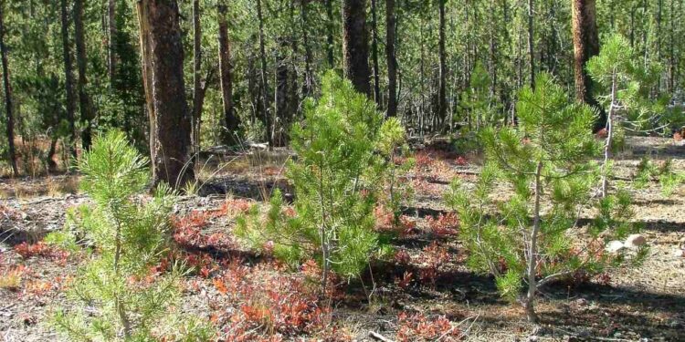 Radomskie: Młode lasy