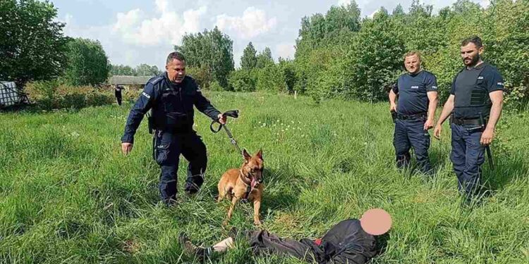 Powiat przysuski: Agresor z widłami – ucierpiał policyjny pies