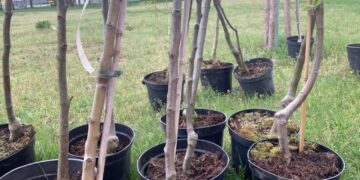 Powiat białobrzeski: Jabłonie, brzozy i lipy