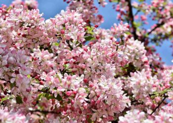 Powiat grójecki: Jabłonie kwitnące gwiazdami