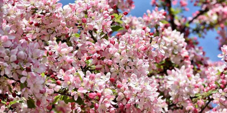 Powiat grójecki: Jabłonie kwitnące gwiazdami