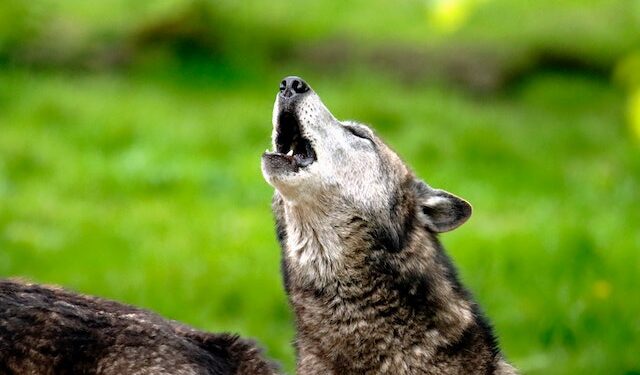 Radomskie: Wilczy spokój