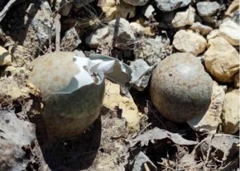 Powiat szydłowiecki: Ptasie lęgi