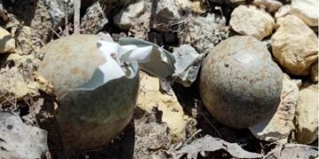 Powiat szydłowiecki: Ptasie lęgi