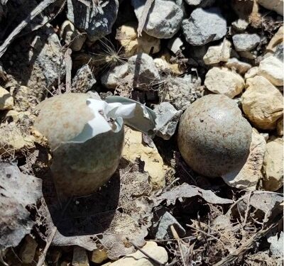 Powiat szydłowiecki: Ptasie lęgi