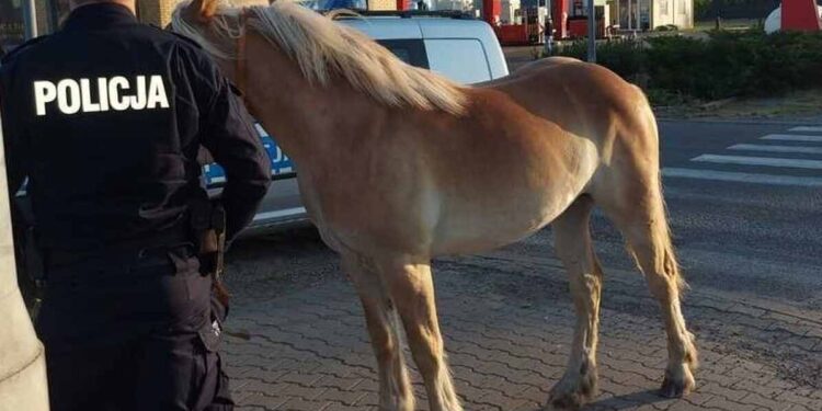 Radom: Kuc na Kozienickiej