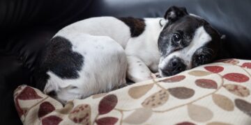 Radom: Szczenię wyrzucone z drugiego piętra walczy o życie