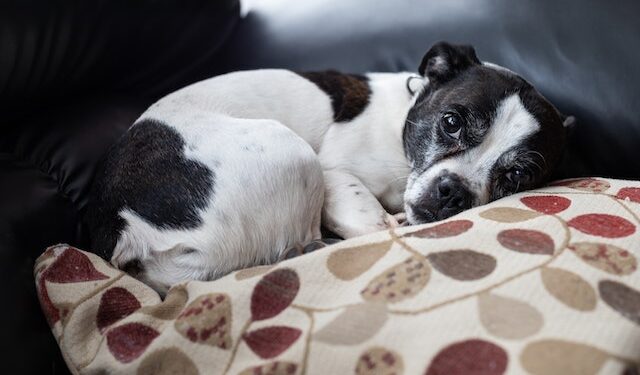 Radom: Szczenię wyrzucone z drugiego piętra walczy o życie