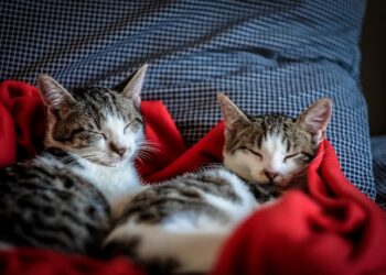 Radom: Niewiarygodne! Właściciel zamknął w mieszkaniu sześć kotów – zwierzęta zmarły z wygłodzenia!